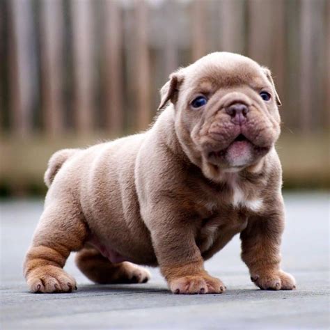 chubby puppies|cute chubby puppies.